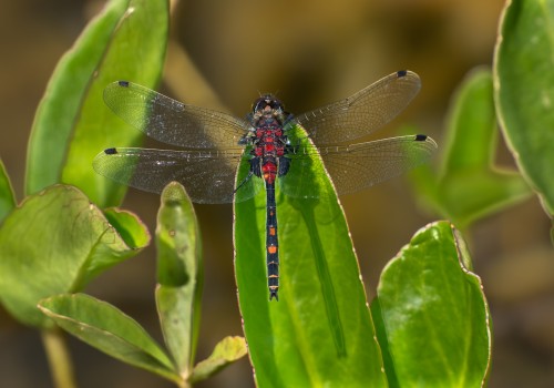 leucorrhinia dubia  la leucorrhine douteuse  male 10