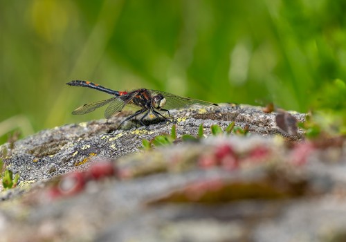 leucorrhinia dubia  la leucorrhine douteuse  male