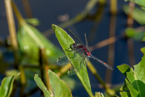 leucorrhinia dubia la leucorrhine douteuse male leucorrhinia dubia la leucorrhine douteuse male