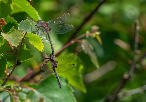 leucorrhinia dubia  la leucorrhine douteuse  tandem