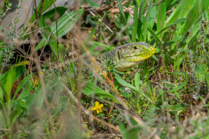 timon lepidus lezard ocelle timon lepidus lezard ocelle