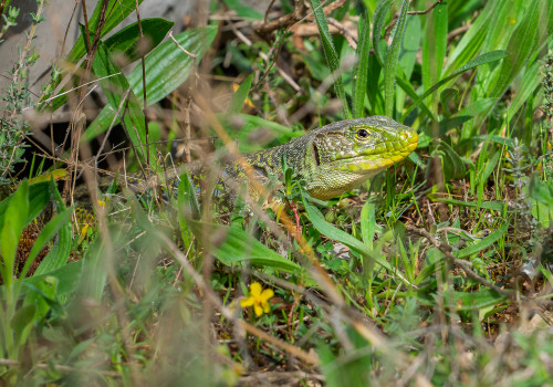 timon lepidus lezard ocelle timon lepidus lezard ocelle