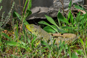 timon lepidus lezard ocelle timon lepidus lezard ocelle