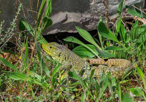 timon lepidus lezard ocelle timon lepidus lezard ocelle