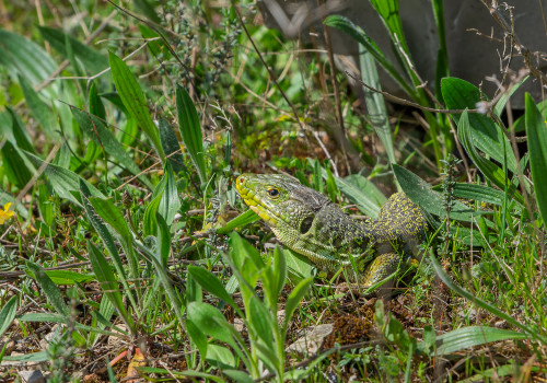 timon lepidus lezard ocelle timon lepidus lezard ocelle