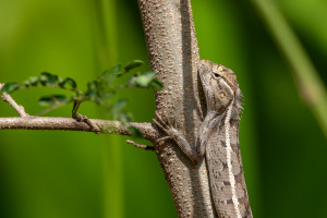 calotes versicolor calotes versicolor