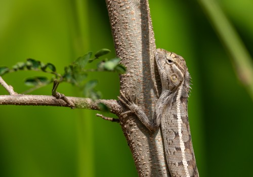 calotes versicolor