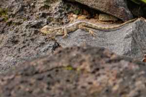 calotes versicolor calotes versicolor