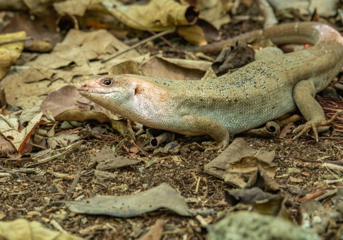 leiolopisma telfairii  scinque de telfair 
