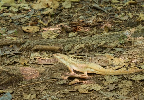 leiolopisma telfairii  scinque de telfair 