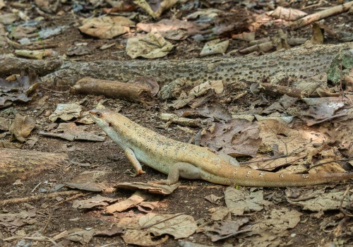 leiolopisma telfairii  scinque de telfair 