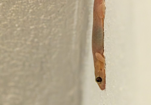 nactus durrelli  gecko nocturne endemique de maurice 