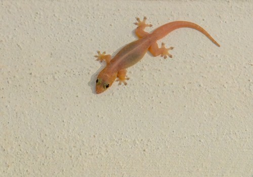 nactus durrelli  gecko nocturne endemique de maurice 