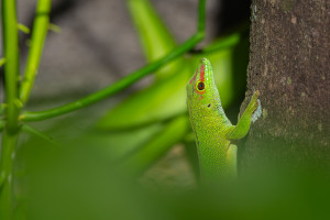 phelsuma madagascariensis grandis gecko geant de madagascar phelsuma madagascariensis grandis gecko geant de madagascar