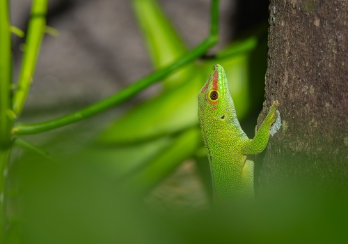 phelsuma madagascariensis grandis  gecko geant de madagascar 