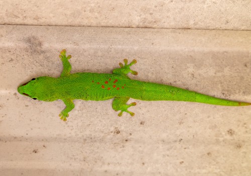 phelsuma madagascariensis grandis  gecko geant de madagascar 