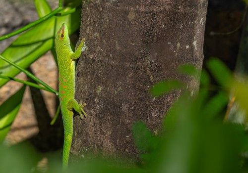 phelsuma madagascariensis grandis  gecko geant de madagascar 