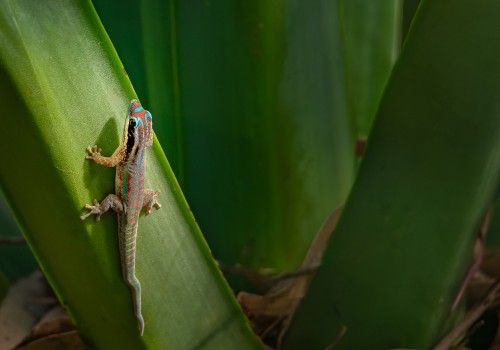 phelsuma ornata  gecko diurne orne  10