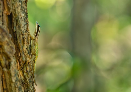 phelsuma ornata  gecko diurne orne  10