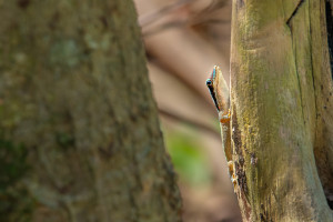 phelsuma ornata gecko diurne orne phelsuma ornata gecko diurne orne