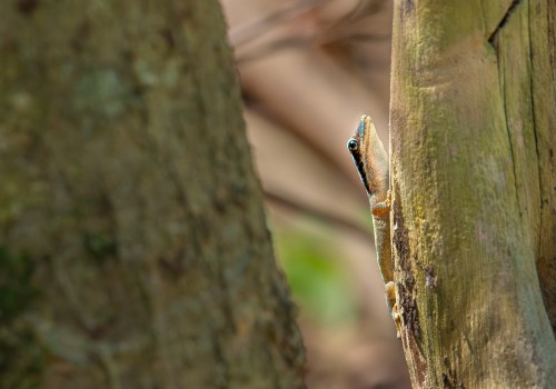 phelsuma ornata  gecko diurne orne 