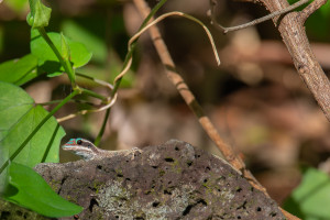phelsuma ornata gecko diurne orne phelsuma ornata gecko diurne orne