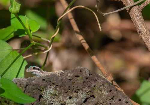 phelsuma ornata  gecko diurne orne 