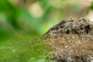 phelsuma ornata gecko diurne orne phelsuma ornata gecko diurne orne