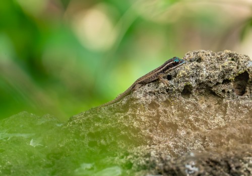 phelsuma ornata  gecko diurne orne 
