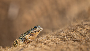 pelophylax kl. esculentus grenouille verte pelophylax kl. esculentus grenouille verte