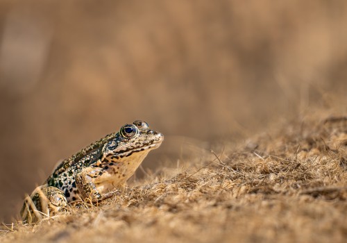 pelophylax kl. esculentus  grenouille verte 