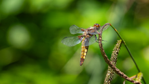 libellula depressa la libellule deprimee femelle libellula depressa la libellule deprimee femelle