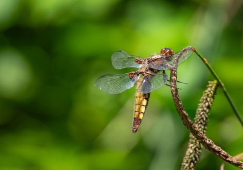 libellula depressa  la libellule deprimee  femelle