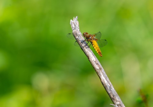 libellula depressa  la libellule deprimee  femelle