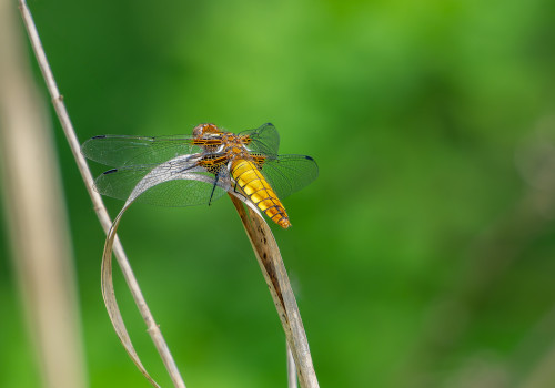 libellula depressa  la libellule deprimee  femelle