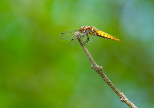 libellula depressa  la libellule deprimee  femelle
