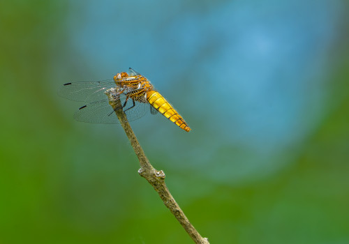libellula depressa  la libellule deprimee  femelle