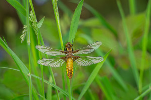 libellula depressa la libellule deprimee femelle libellula depressa la libellule deprimee femelle
