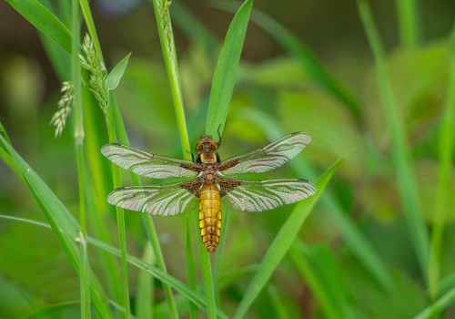 libellula depressa  la libellule deprimee  femelle