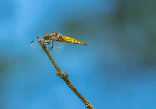 libellula depressa  la libellule deprimee  femelle