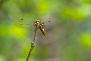 libellula depressa la libellule deprimee femelle libellula depressa la libellule deprimee femelle