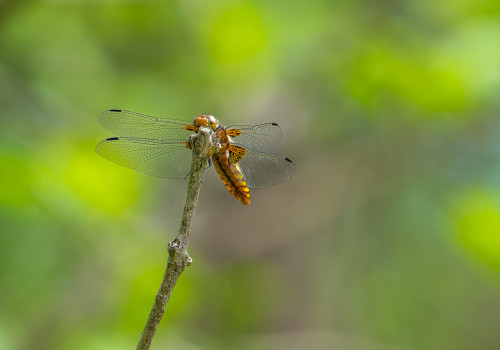 libellula depressa  la libellule deprimee  femelle
