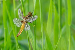 libellula depressa la libellule deprimee femelle libellula depressa la libellule deprimee femelle