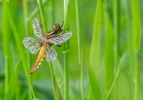 libellula depressa  la libellule deprimee  femelle