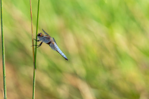 libellula depressa la libellule deprimee male libellula depressa la libellule deprimee male