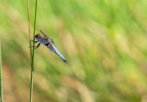 libellula depressa  la libellule deprimee  male