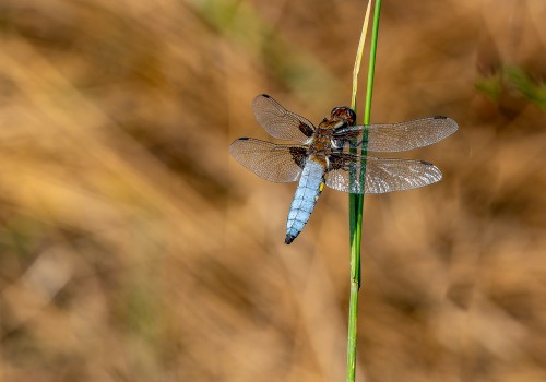 libellula depressa  la libellule deprimee  male