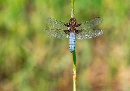 libellula depressa  la libellule deprimee  male