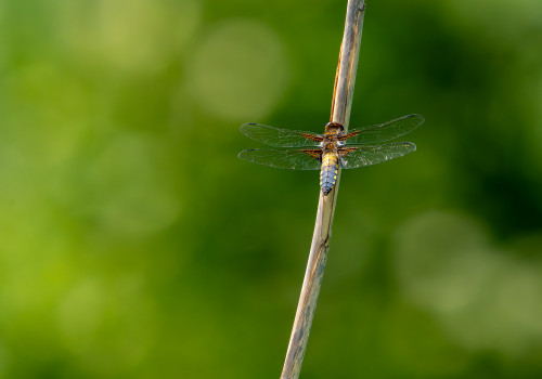 libellula depressa  la libellule deprimee  male