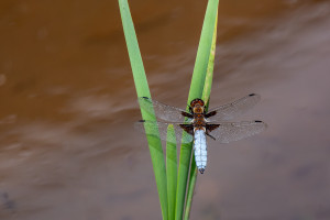 libellula depressa la libellule deprimee male libellula depressa la libellule deprimee male